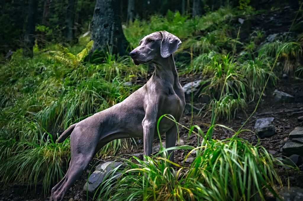 i migliori cani di grossa taglia
