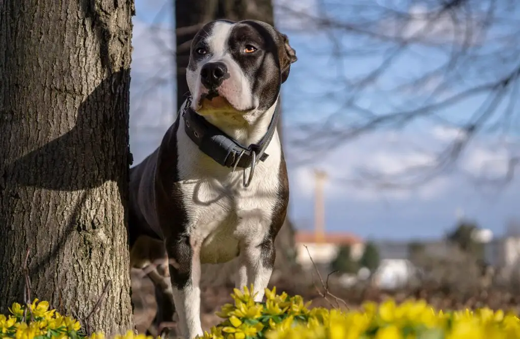 la migliore razza per il cane da servizio
