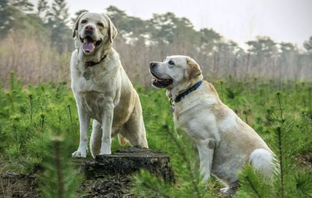 le migliori razze per cani guida
