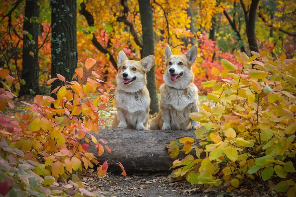 le migliori razze di cani
