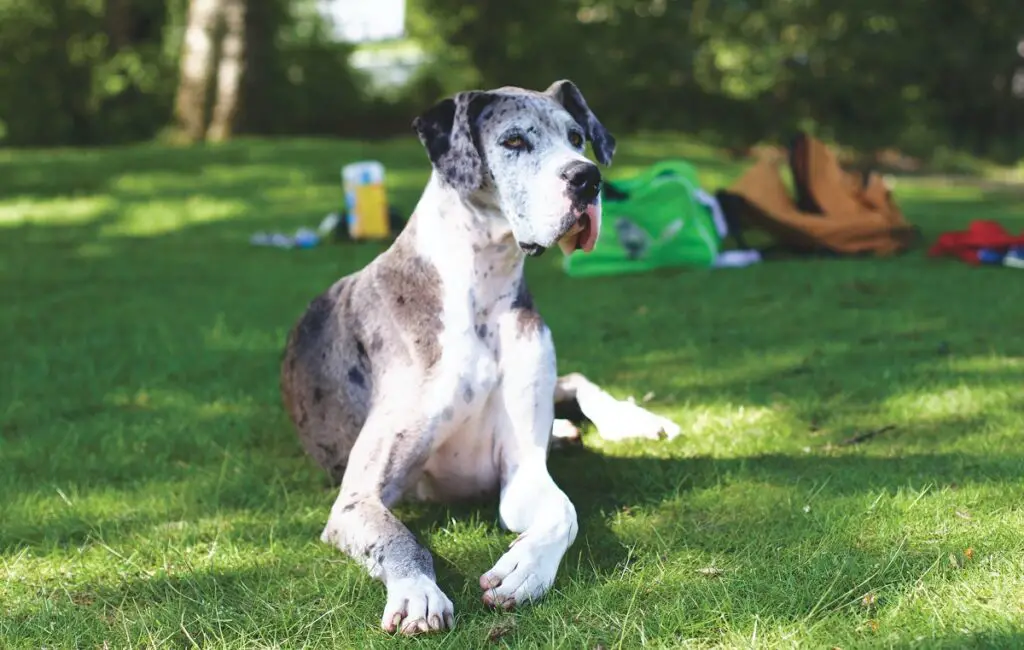 le migliori razze di cani per cani guida
