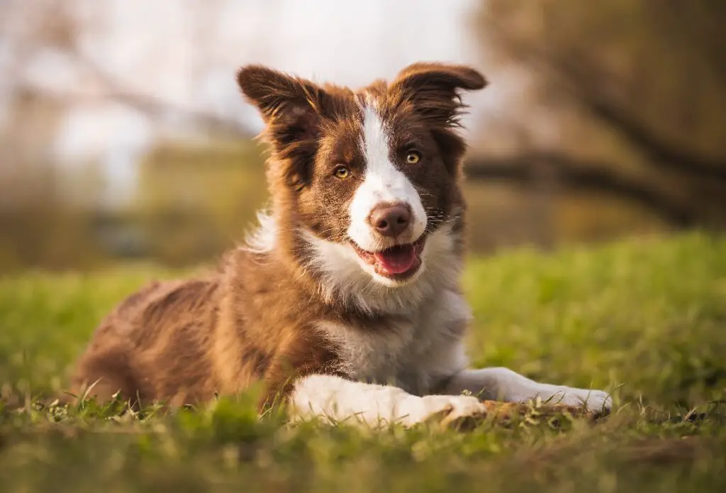 miglior cane per cane di servizio
