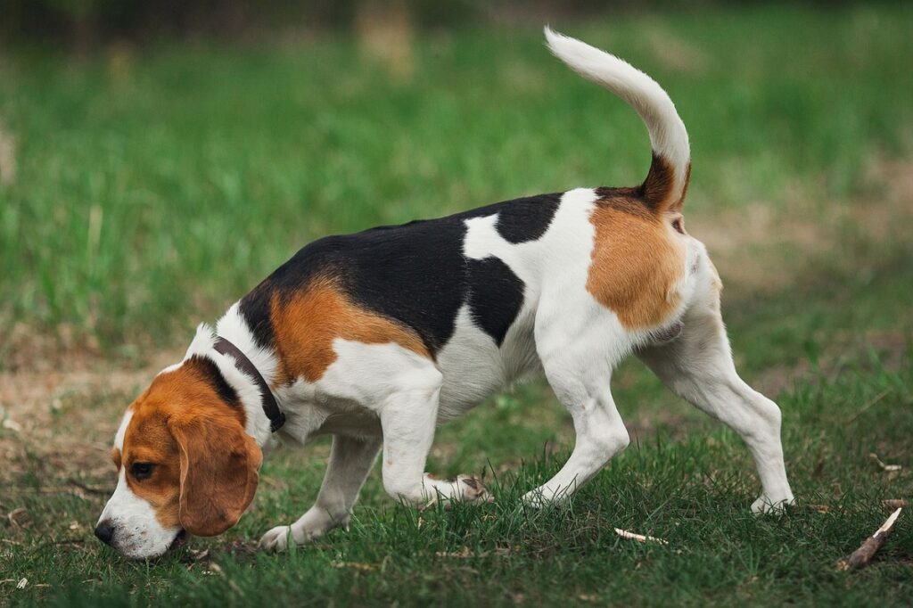 i migliori cani per la caccia
