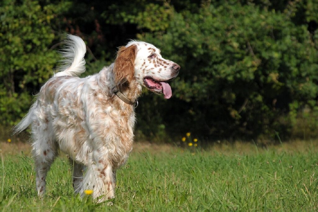 miglior cane da caccia per famiglie
