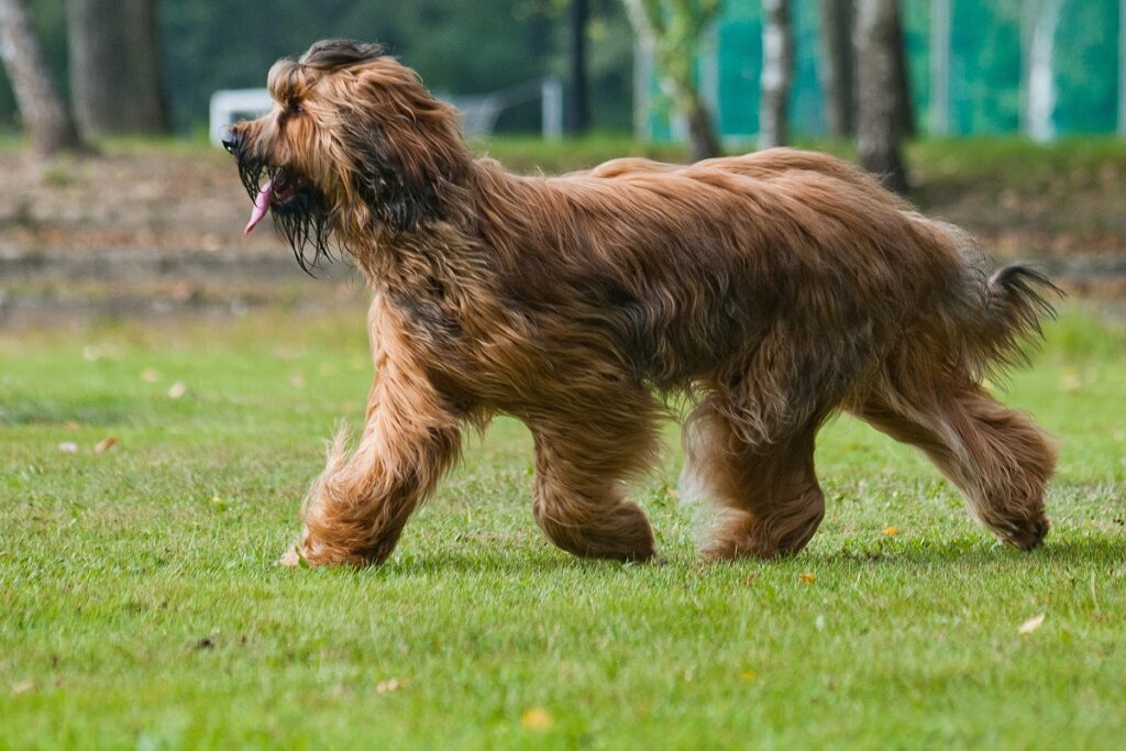 i migliori cani da pastore per il bestiame
