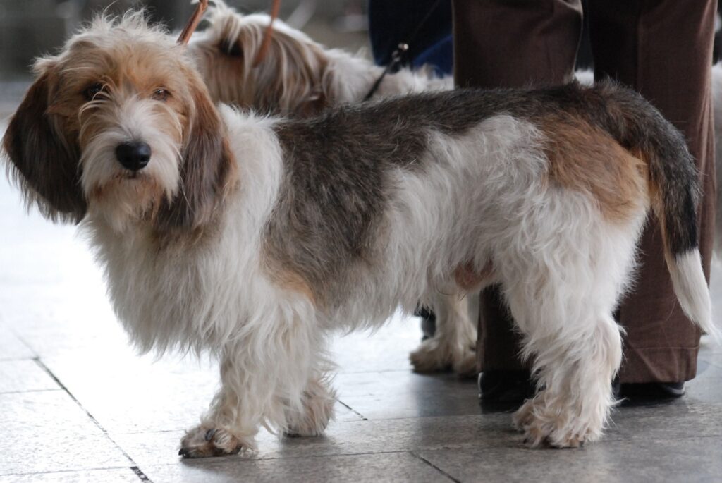 i migliori cani da caccia per famiglie
