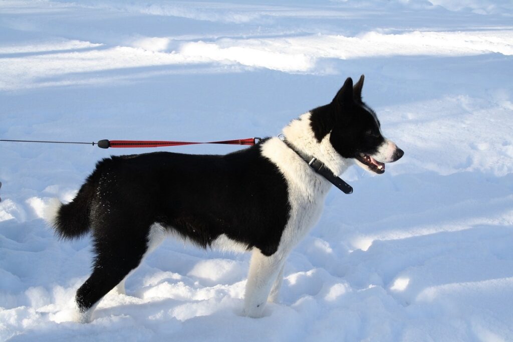 i migliori cani da caccia
