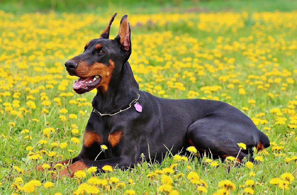 le migliori razze di cani di taglia grande
