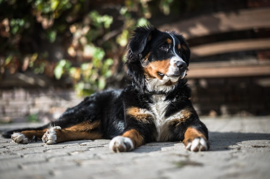 le migliori razze di cani di taglia media per i proprietari alle prime armi
