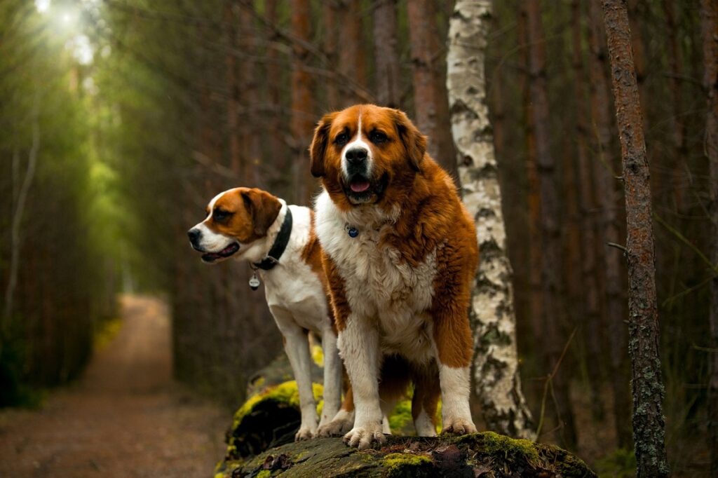 le migliori razze di cani fedeli
