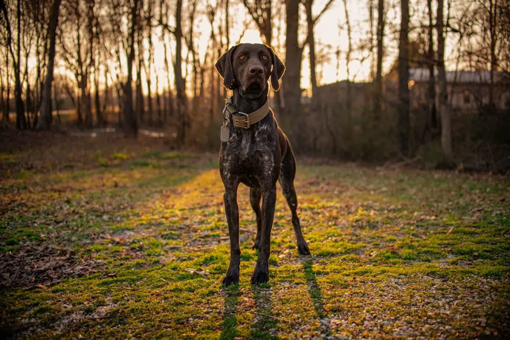 miglior razza di cane di taglia media
