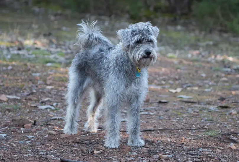 i migliori cani di razza mista
