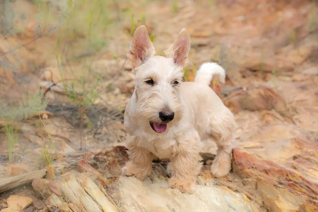 i migliori cani di famiglia che non perdono pelo
