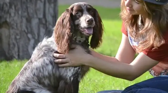 le migliori razze di spaniel
