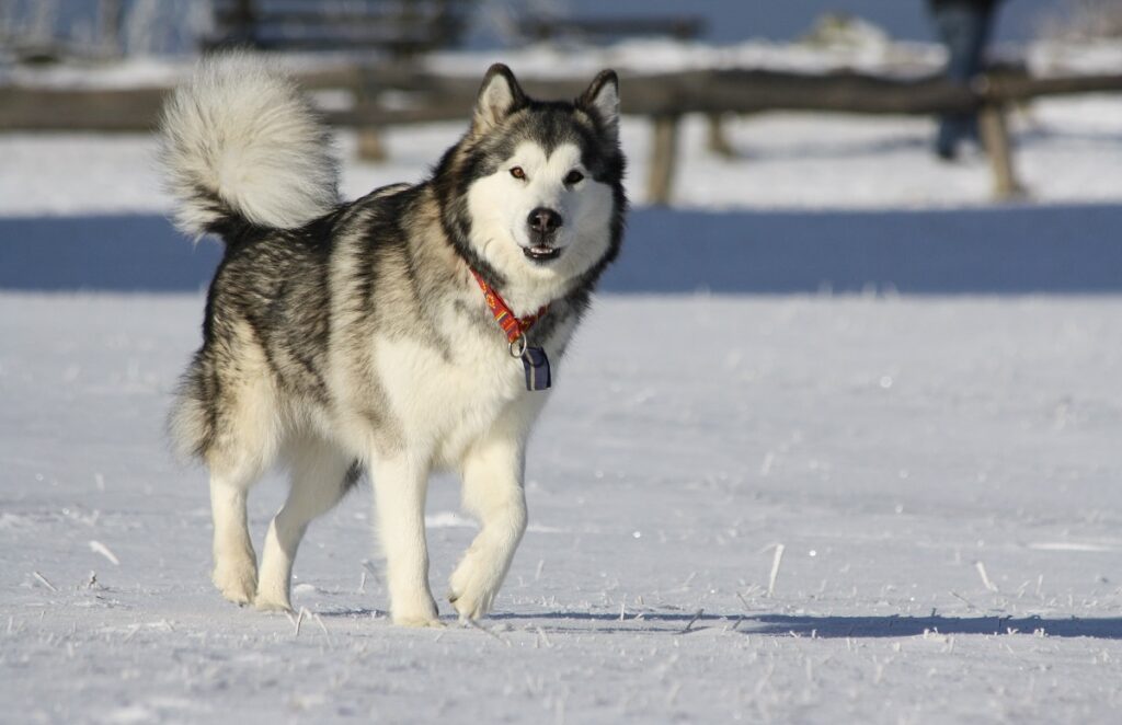 grosso cane dell'Alaska
