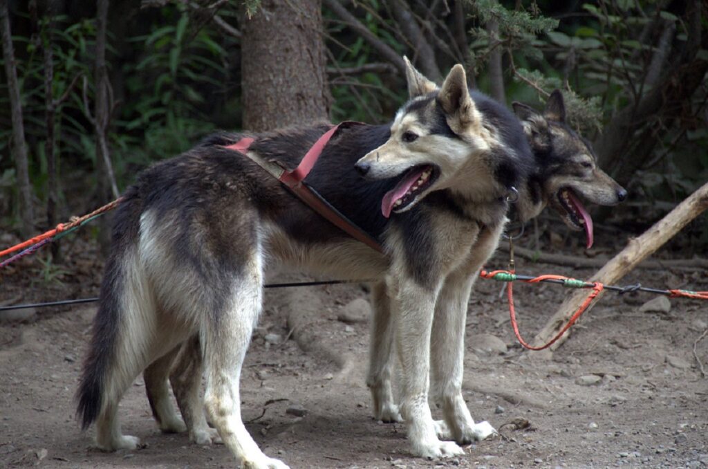 grosso cane dell'Alaska