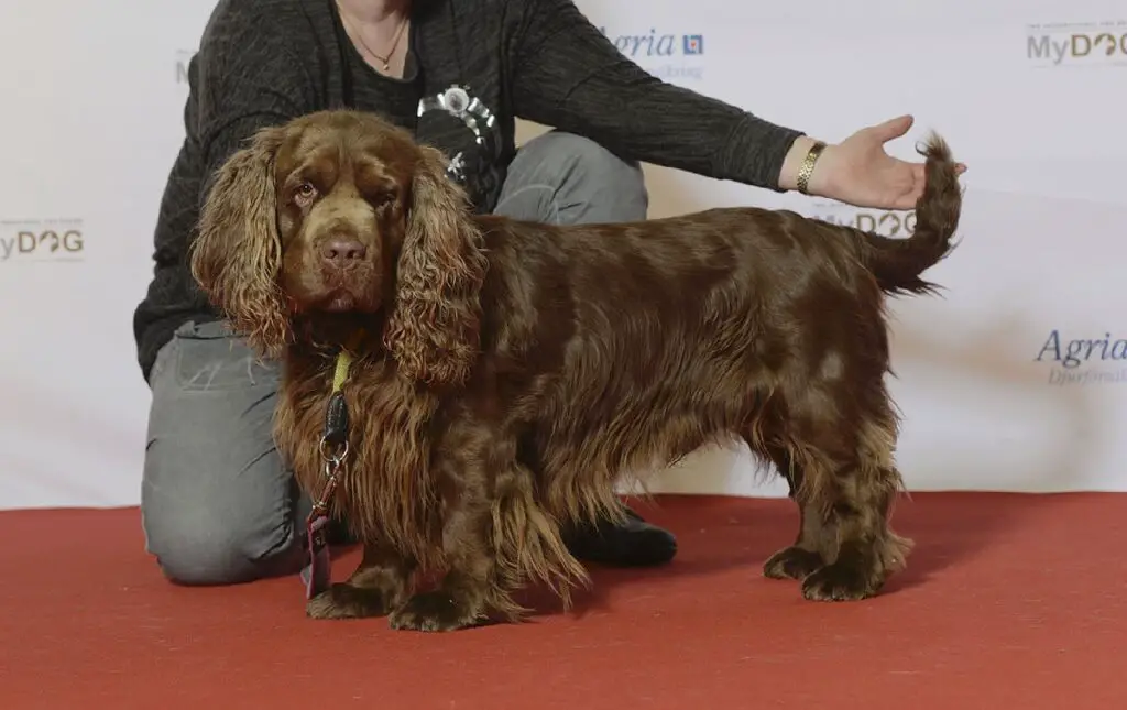 piccolo cocker spaniel
