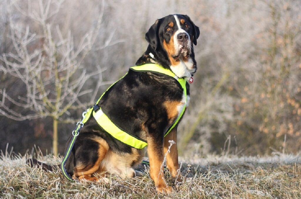 Elenco delle razze di cani di grossa taglia
