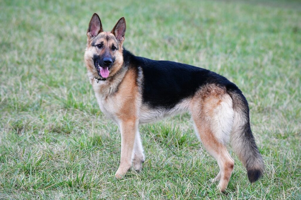 razze di cani di grossa taglia
