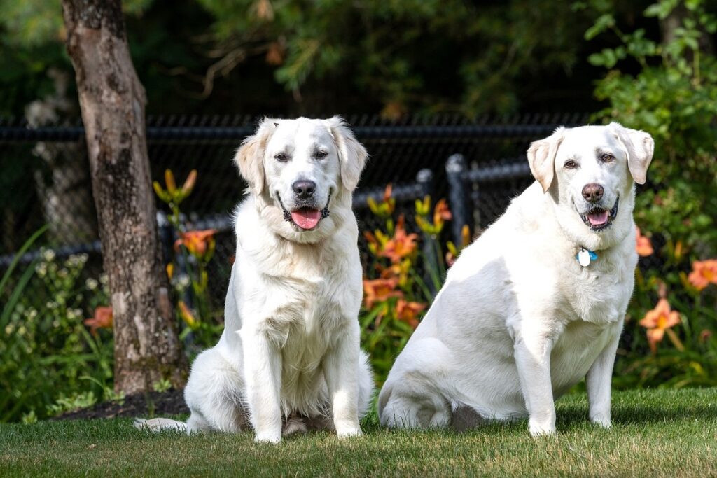 cani di grossa taglia
