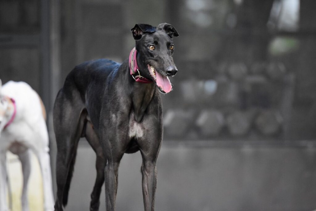 cani di grossa taglia con pelo corto
