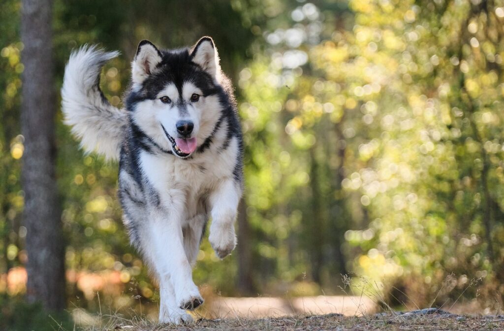 cucciolo di cane bianco e nero
