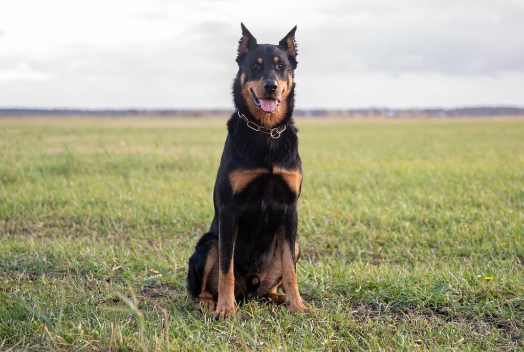 cani di razza grandi ed eleganti