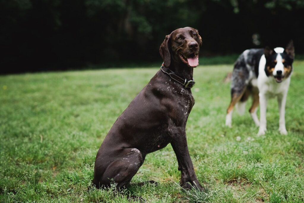 grandi cani da caccia