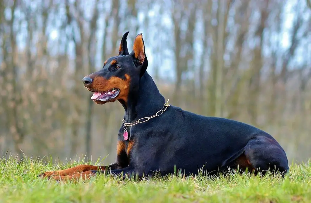 razze di cani grandi e spaventose
