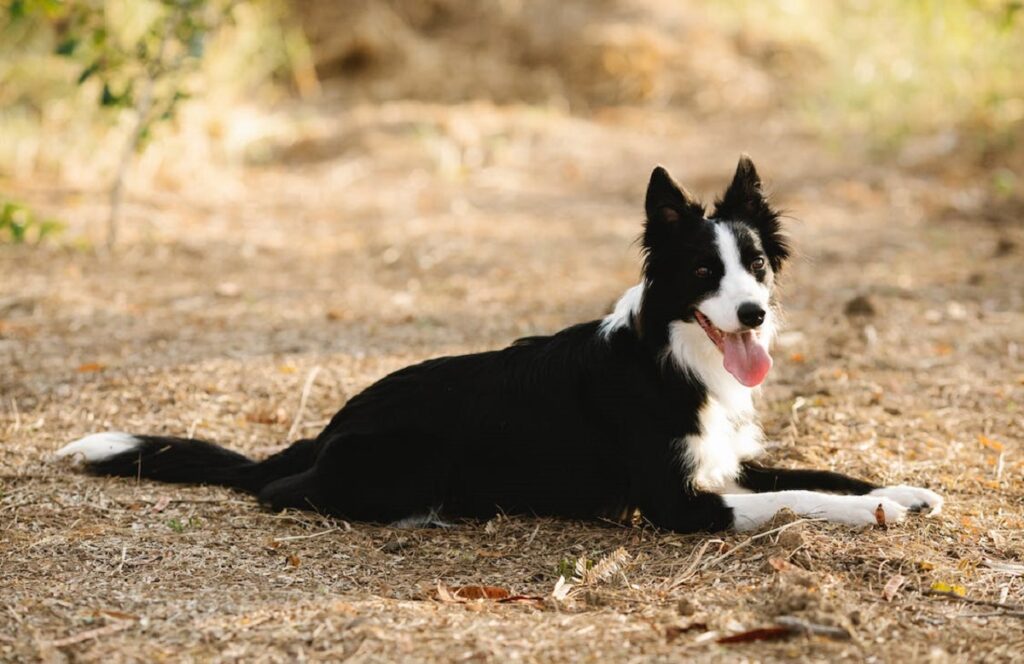 cane bianco e nero
