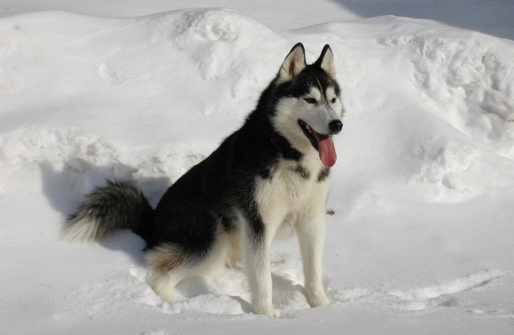 razze di cani in bianco e nero
