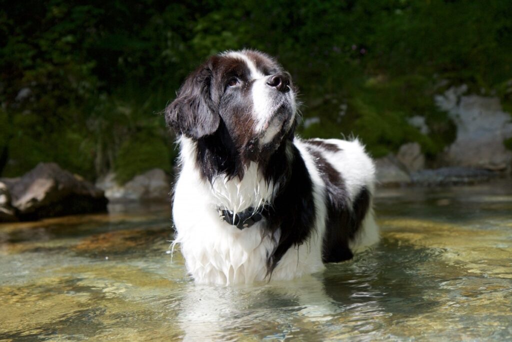 razze di cani bianchi e neri di grandi dimensioni
