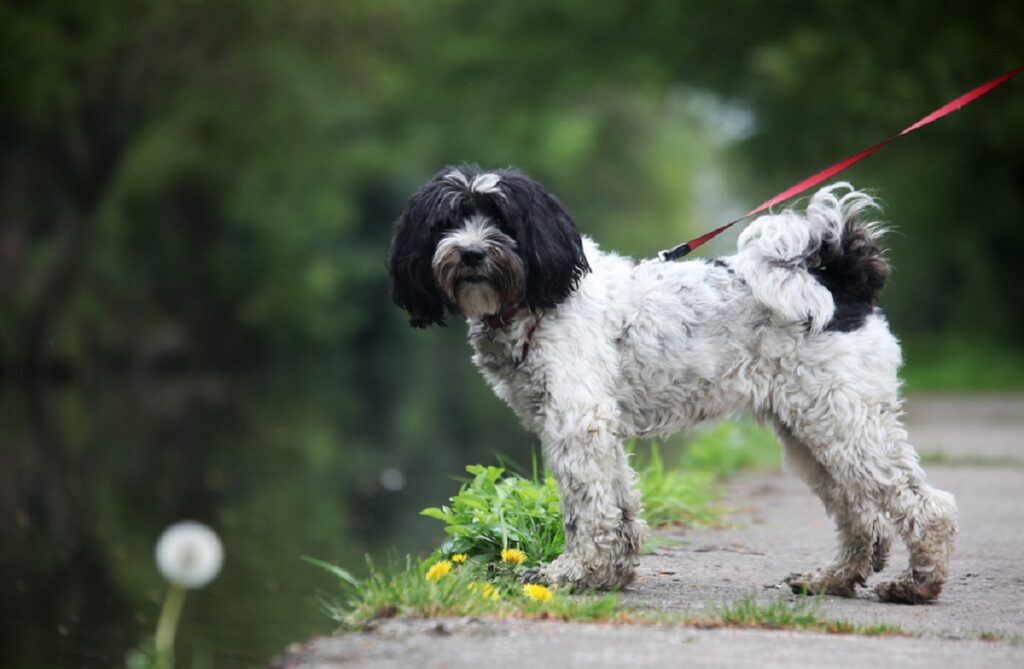 cane bianco e nero razze a pelo corto
