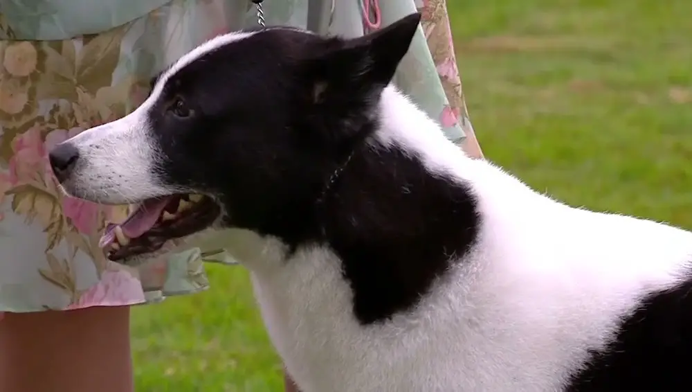 Immagini di cani in bianco e nero
