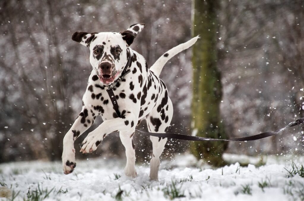 cani in bianco e nero
