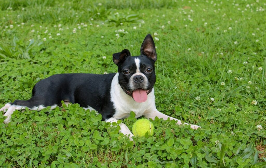 razza di cani bianchi e neri
