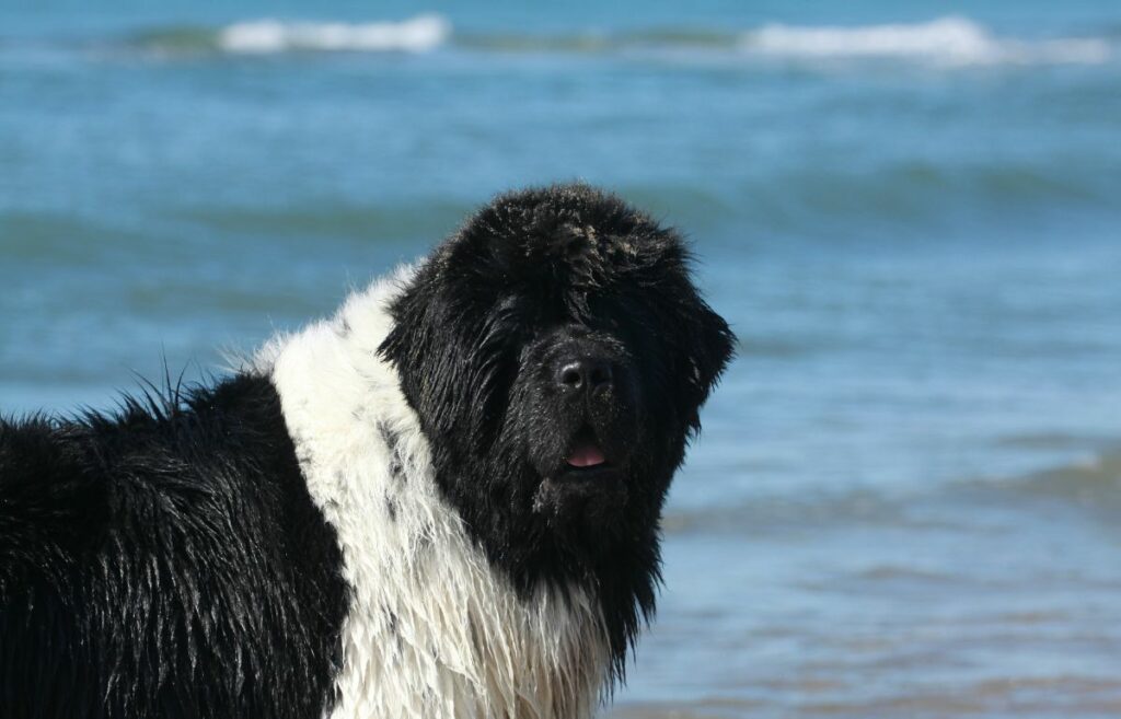 cane a pelo lungo bianco e nero
