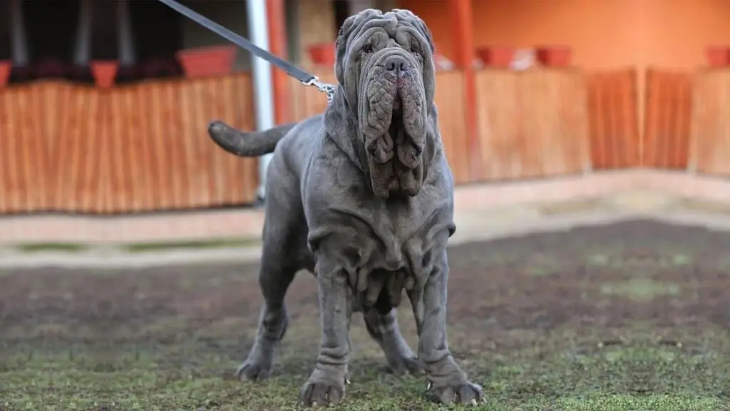 cani dal mantello blu
