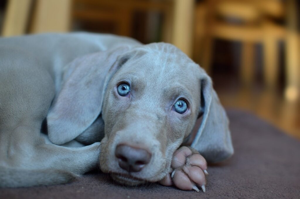 cane dagli occhi azzurri
