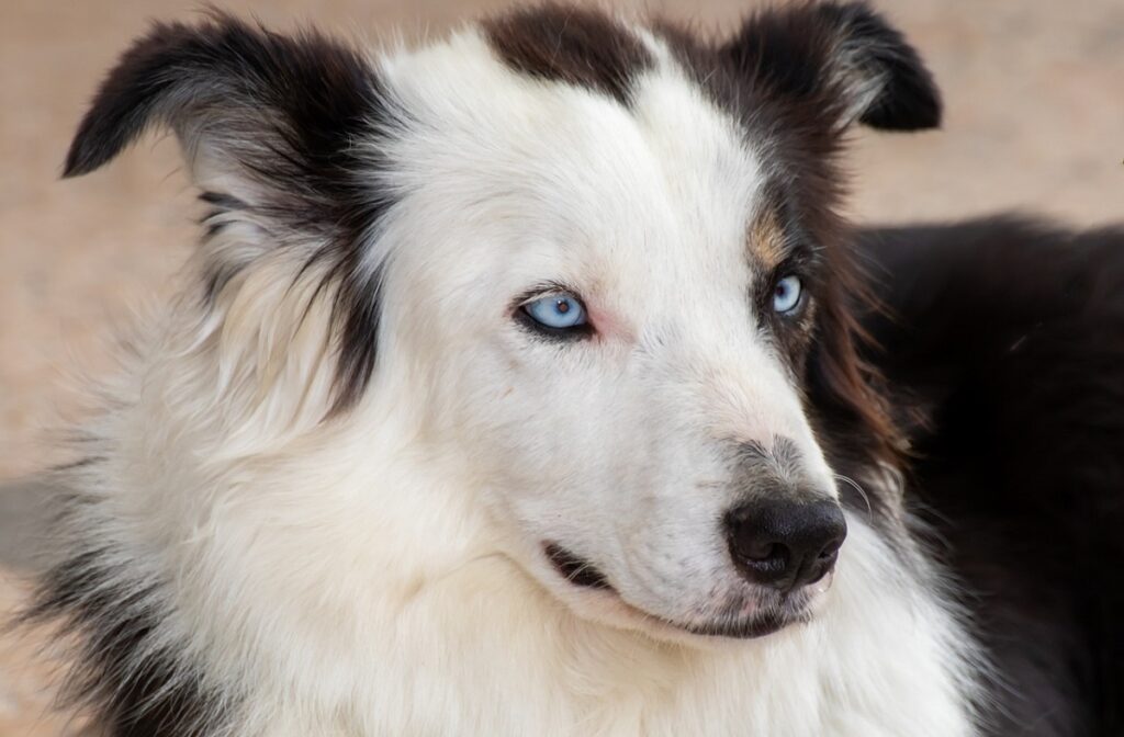 cani dagli occhi azzurri
