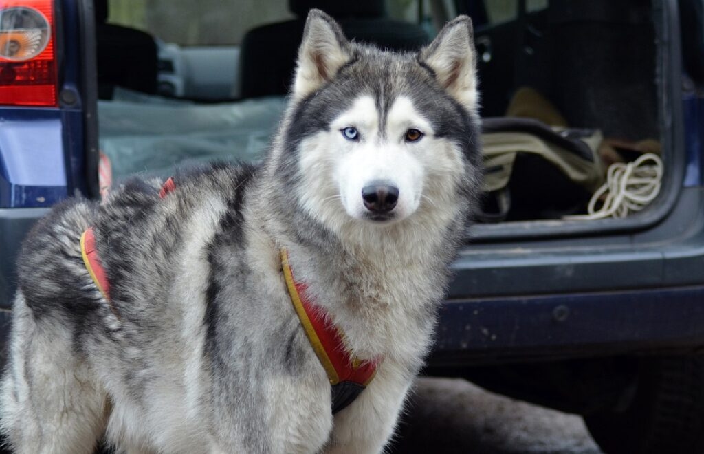 cani dagli occhi azzurri
