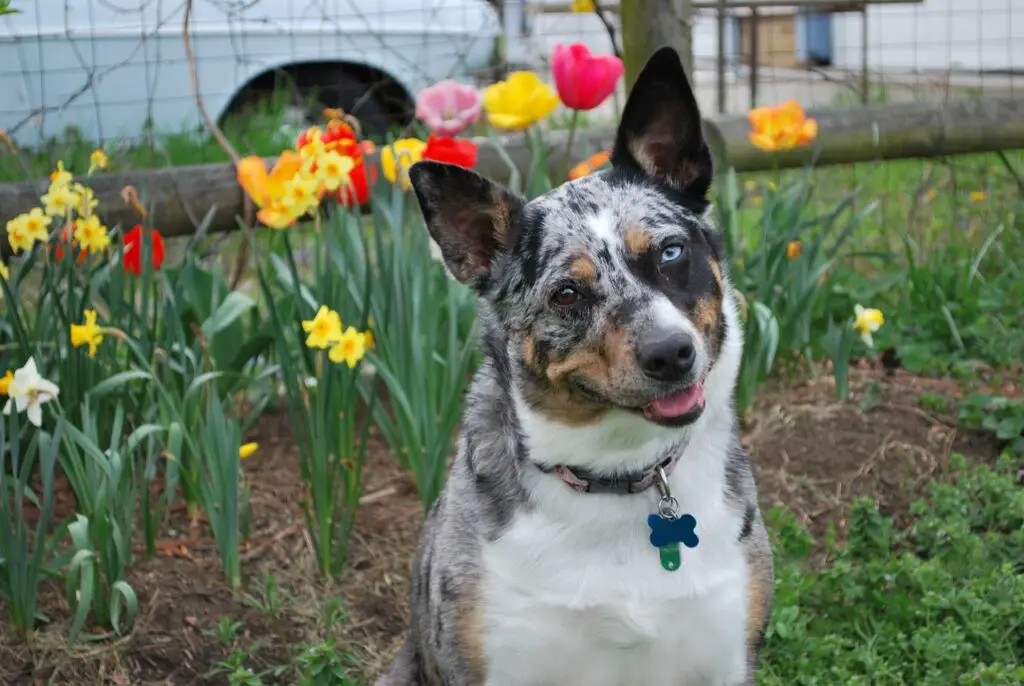 cane blu merle
