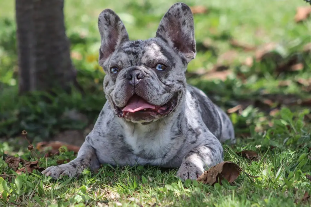 razze di cani blu merle
