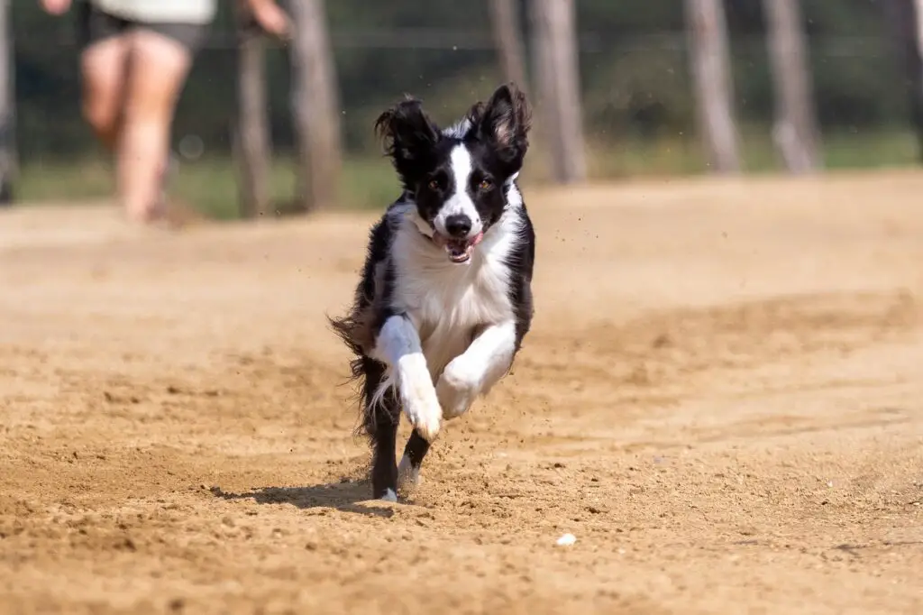 razze di cani di taglia medio-piccola