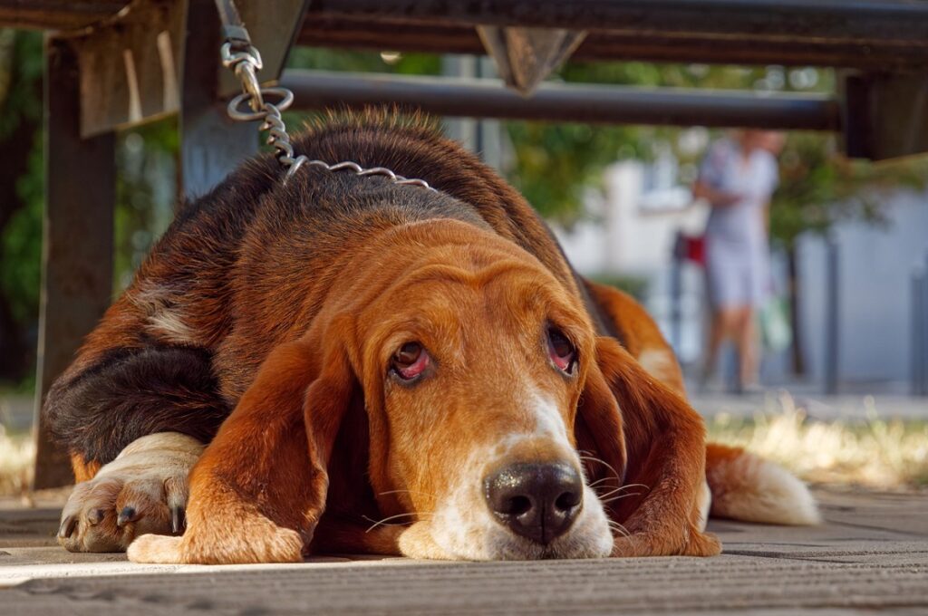 cani da caccia marroni