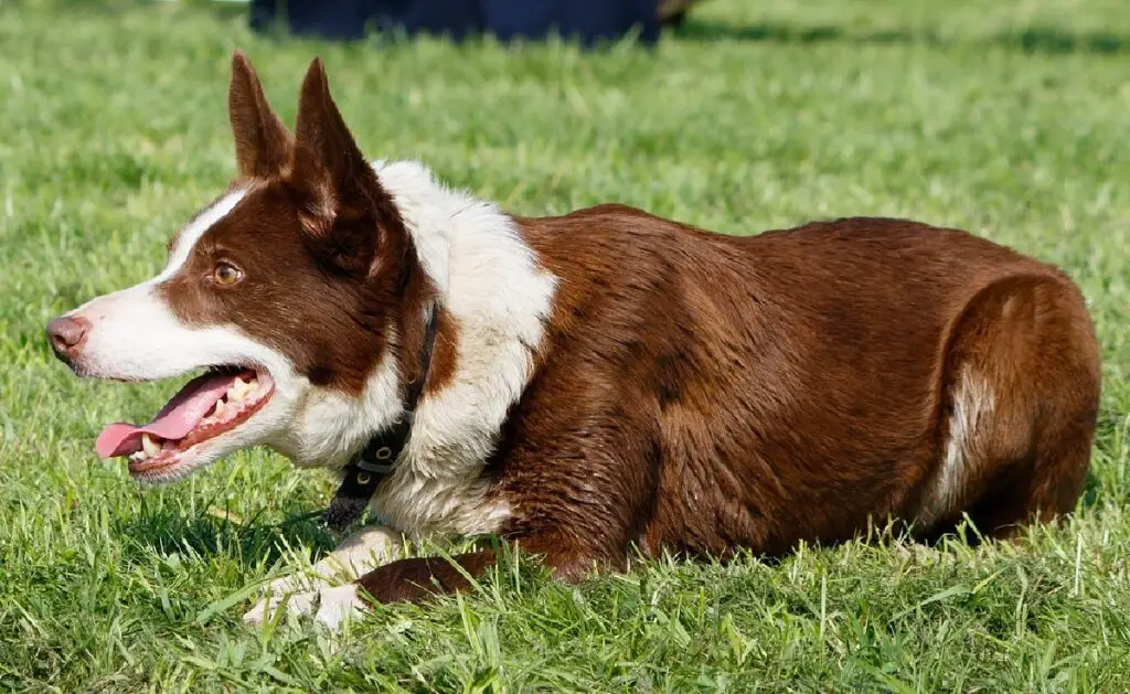 razze di cani marroni