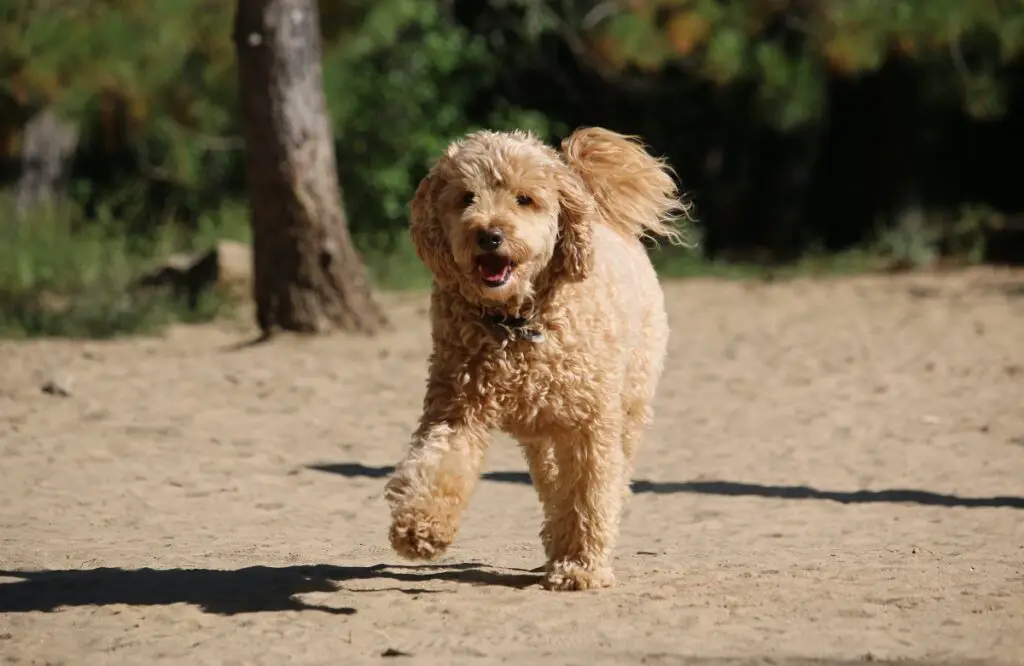 cane orsacchiotto marrone
