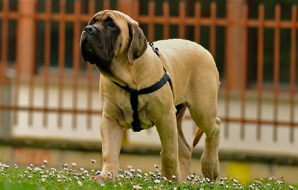 il toro alleva cani
