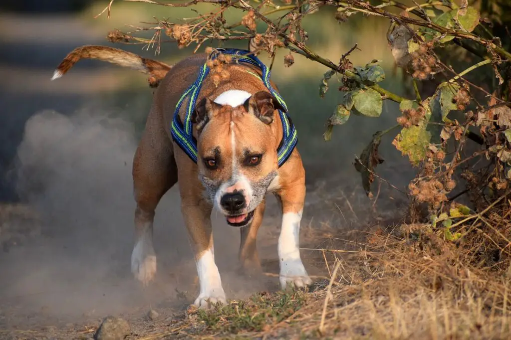 cani di razza prepotente
