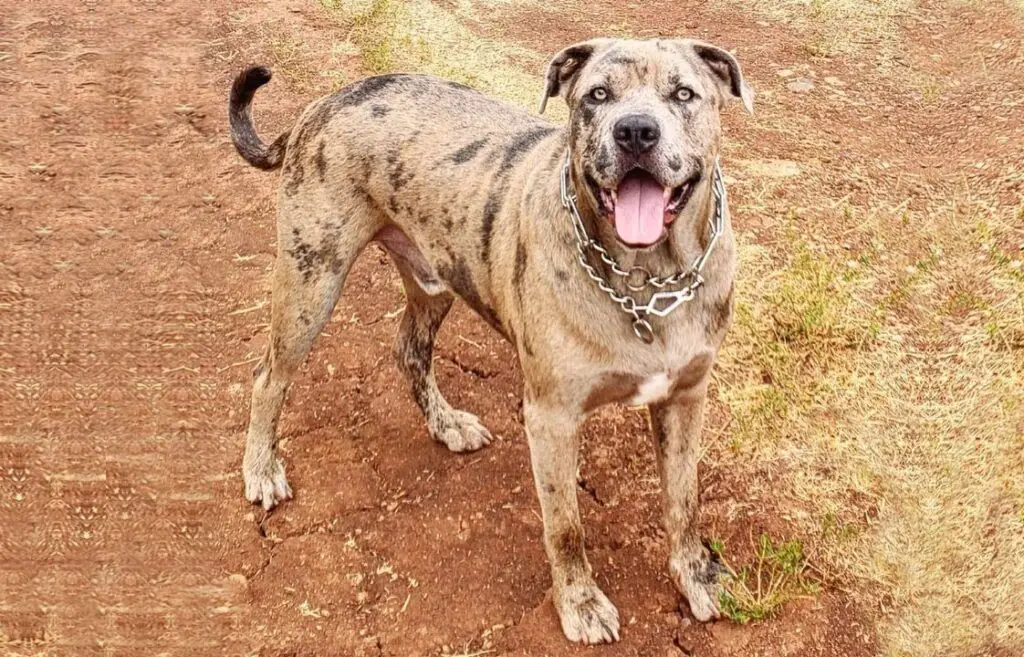 razza di cane prepotente
